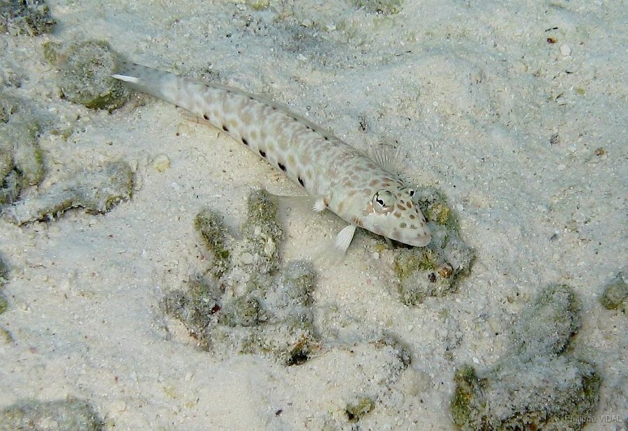 IMG_7678rc_Maldives_Madoogali_Perche de sable ocelle ou pintade Parapercis hexophtalma.jpg